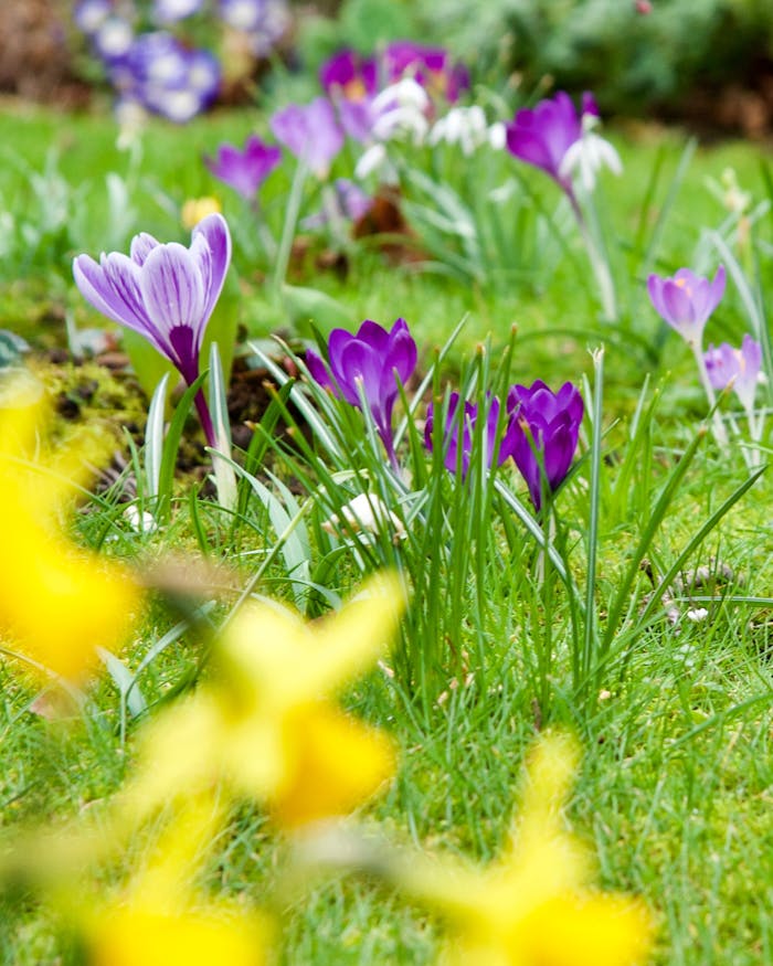 pexels-photo-345075 Flowers on Grass Field